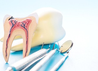 model of an infected tooth next to dental tools